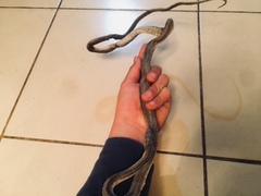 Philodryas chamissonis