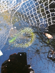 Egeria densa