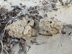 Pyura praeputialis