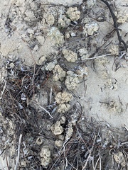 Pyura praeputialis