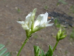Astragalus bolanderi
