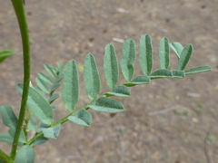 Astragalus bolanderi