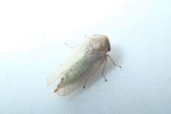 Macropsis