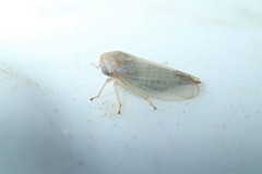 Macropsis
