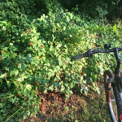 Rubus occidentalis