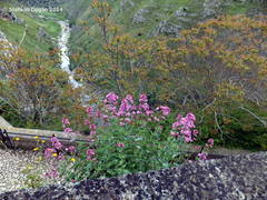 Centranthus ruber