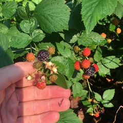 Rubus occidentalis