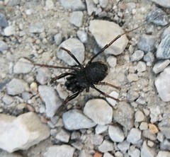 Zachaeus crista