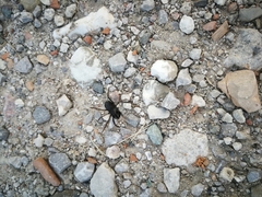 Zachaeus crista