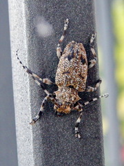 Aegomorphus clavipes