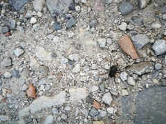Zachaeus crista