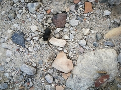 Zachaeus crista