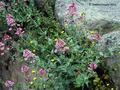 Centranthus ruber