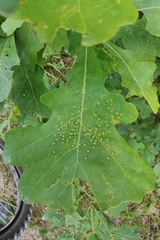 Neuroterus saltarius