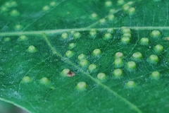 Neuroterus saltarius