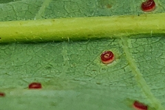 Neuroterus saltarius