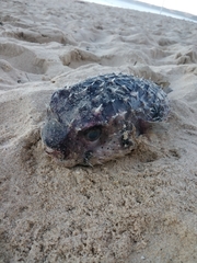 Dicotylichthys punctulatus