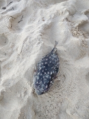 Dicotylichthys punctulatus