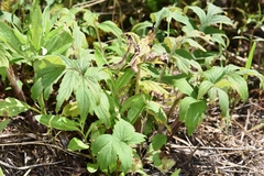 Hydrophyllum fendleri