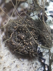 Leptogidium contortum