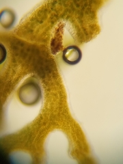 Leptogidium contortum