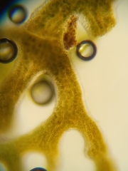 Leptogidium contortum