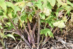 Hydrophyllum fendleri