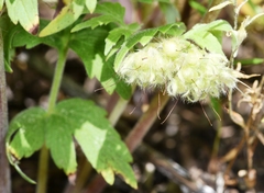 Hydrophyllum fendleri
