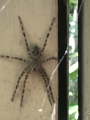 Dolomedes scriptus