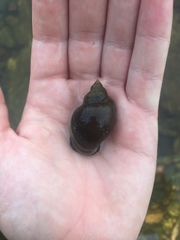 Lymnaea