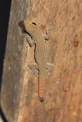 Lygodactylus capensis