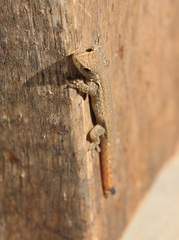 Lygodactylus capensis