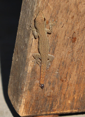 Lygodactylus capensis