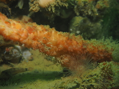 Polyzoa opuntia