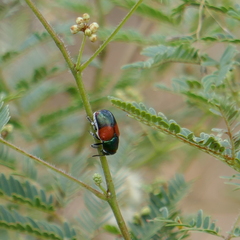 Megalostomis pyropyga