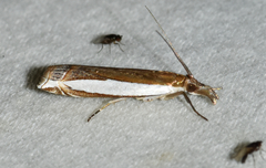 Crambus quinquareatus