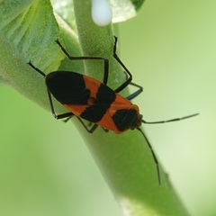 Oncopeltus fasciatus