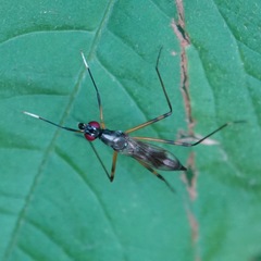 Rainieria antennaepes