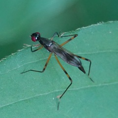 Rainieria antennaepes