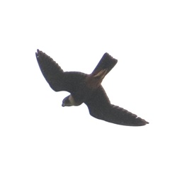 Falco rufigularis image