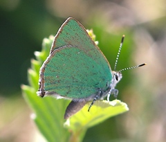 Callophrys affinis