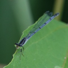 Ischnura verticalis