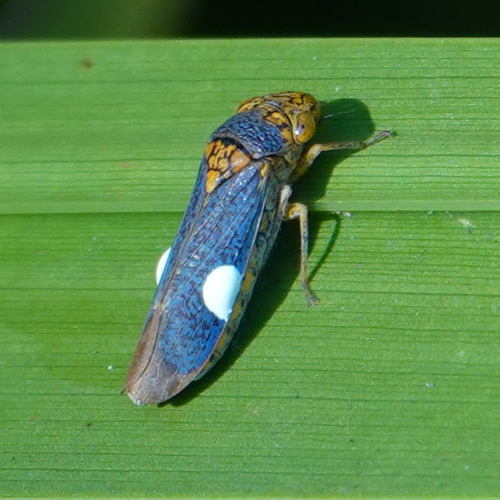 Broad-headed Sharpshooter