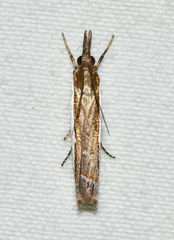 Crambus quinquareatus
