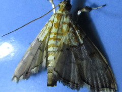 Agrotera nemoralis