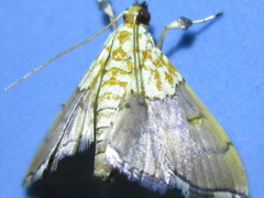 Agrotera nemoralis