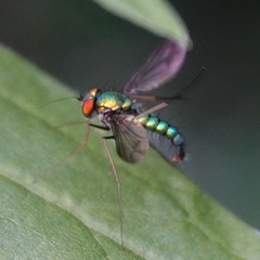 Condylostylus comatus