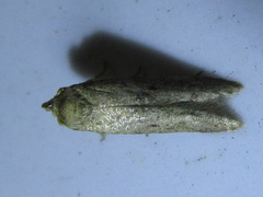 Neoblastobasis longicornutella