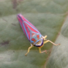Graphocephala coccinea