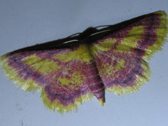 Idaea muricata